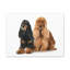 Cocker Spaniel Couple-463643137