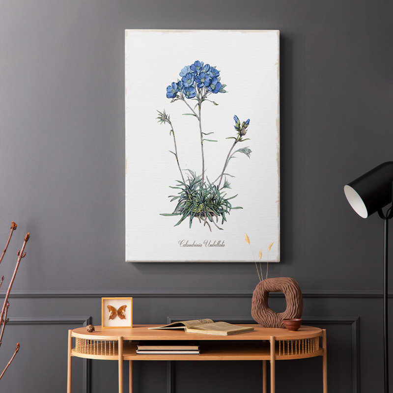 Caladrinia - Galeria Cavas, H 18 po x l 12 po