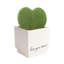 Succulent in Planter