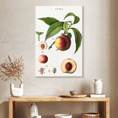 Keiri Peaches Persica Vulgaris II