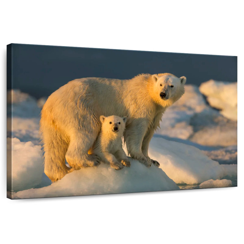 Brampt Nunavut Polar Bears, 24" H x 36" W