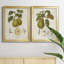 Vintage Pears III - ensemble de 2 impressions sur toile encadrées-175020762-175020763