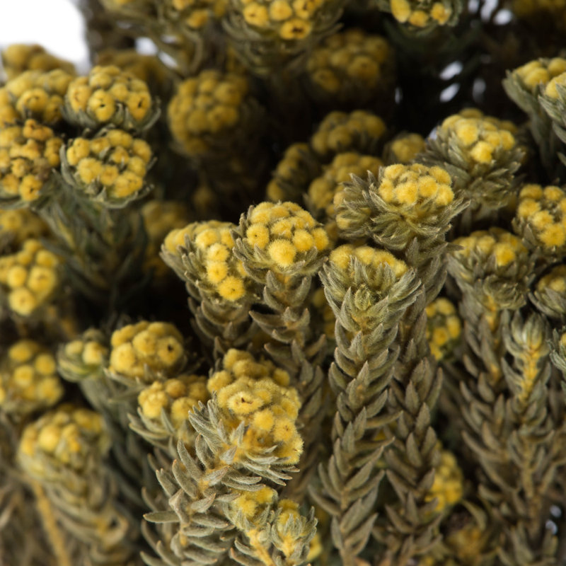 Preserved Cotton Phylica Arrangement