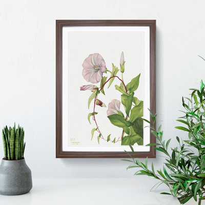 Hedge Bindweed by Mary Vaux Walcott - Framed Print