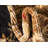 Aracelia Oriental Indoor Rug-1736523831-1635177121