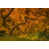 Wrapped Canvas selected