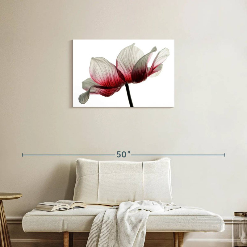 Renoncule rouge et blanc Harnek, H 20 po x l 30 po