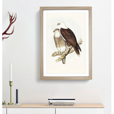 White-Breasted Sea Eagles by Elizabeth Gould - Picture Frame Painting Print