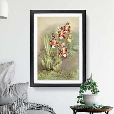 Magnolia Flowers Illustration Tab. 49 by Frederick Sander - Picture Frame Painting Print