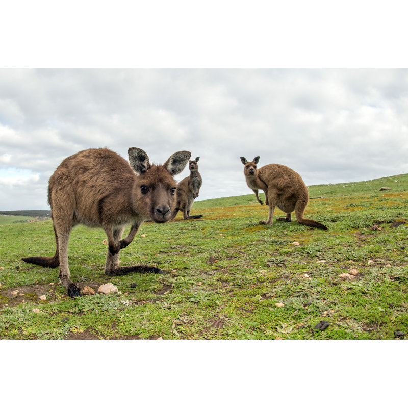 Kangaroo by Andrea Izzotti - Wrapped Canvas Print, 81cm H x 122cm W