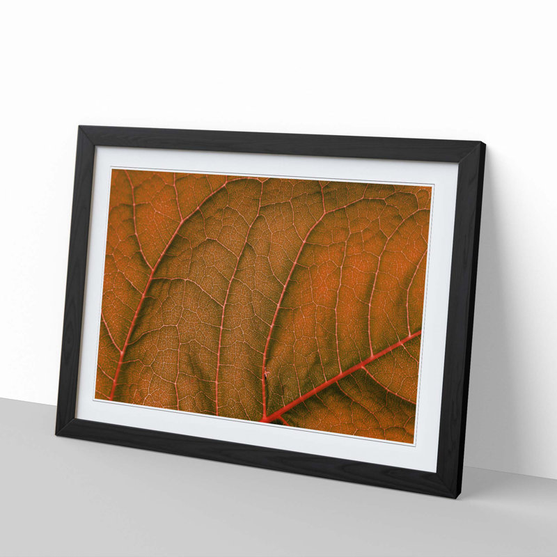 Leaf Veins - Picture Frame Photograph Print, 48cm H x 65cm W x 2cm D, Black Framed