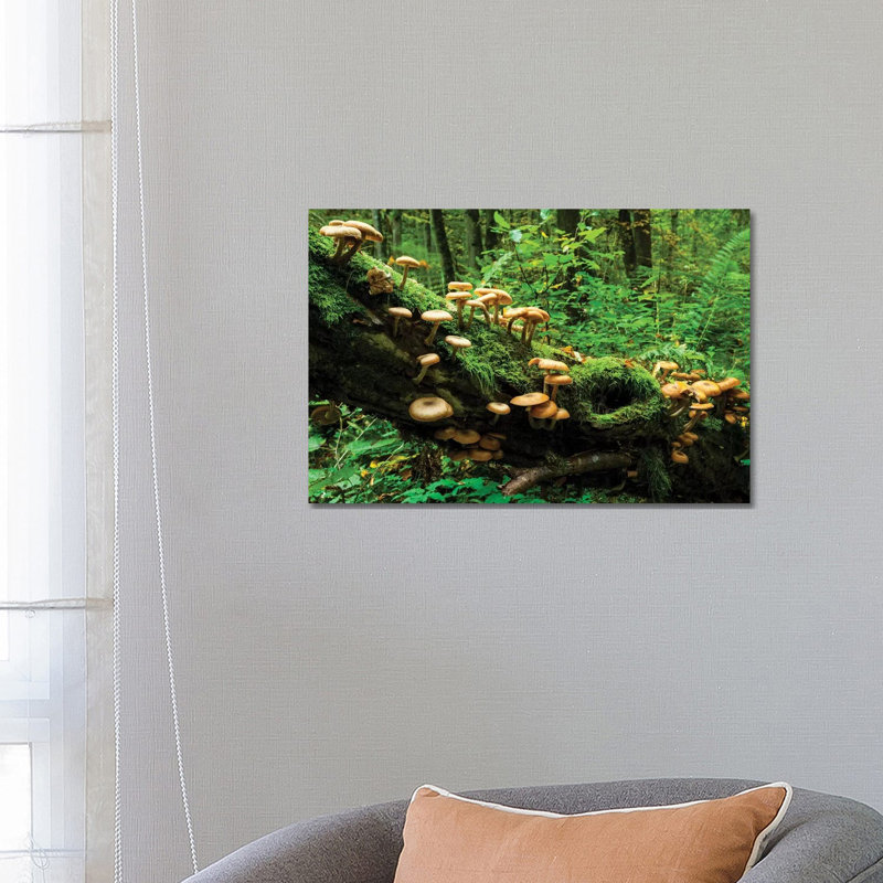 Bialowieza Forest, Mushrooms, Poland by Mikolaj Gospodarek - Wrapped Canvas Print, 66.04 cm H x 45.72 cm W x 3.175 cm D