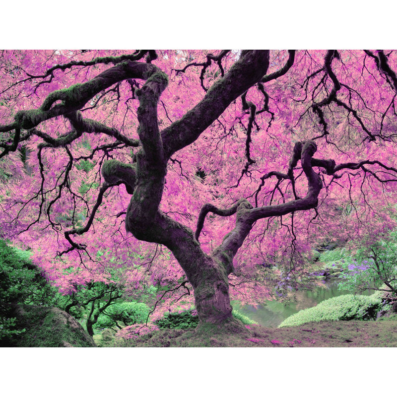 Décalcomanie murale amovible arbre d’érable japonaise, H 36 po x l 48 po, Rose