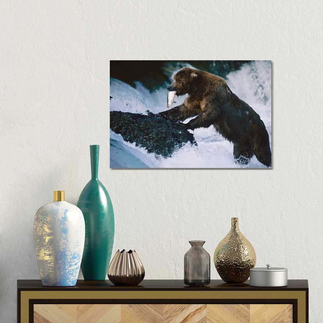 A Grizzly Bear Fishes For Salmon At Brooks Falls In Alaska Katmai National Park by Joel Sartore - Gallery- Giclée