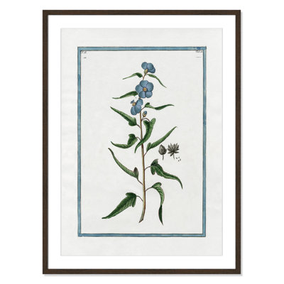 Colombe "Shabby Elegance Botanical I" Print