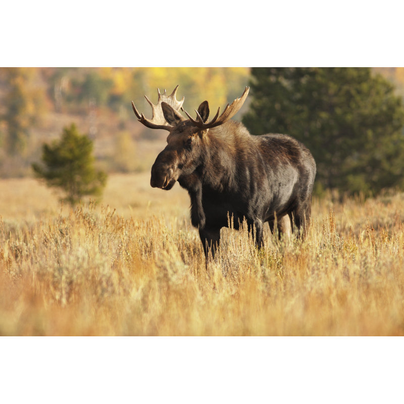 Moose Animal - Wrapped Canvas Print, 30cm H x 46cm W x 3.8cm D