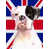 Boxer (blanc)