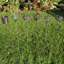 Madelyn Weather Resistant No Holiday Outdoor Decoration