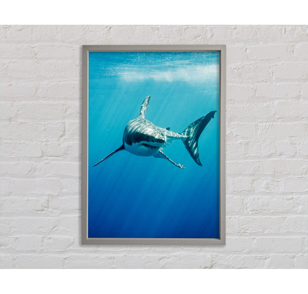 Shark Smile - Einzelner Bilderrahmen Kunstdrucke auf Leinwand