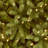 Jersey Fraser Fir Tree with Clear Lights-93592489