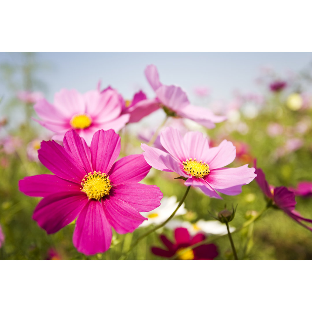 Bunte Blumen von Ooyoo - Druck auf Leinwand ohne Rahmen