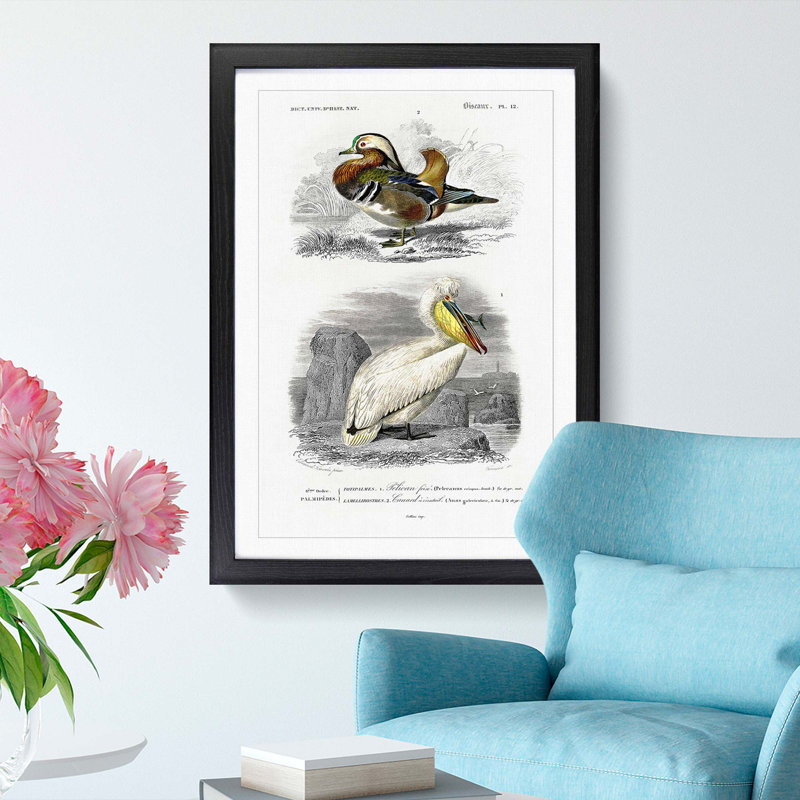 Duck and Pelican by Charles d' Orbigny - Picture Frame Painting Print, 48cm H x 36cm W x 2cm D, Black Framed
