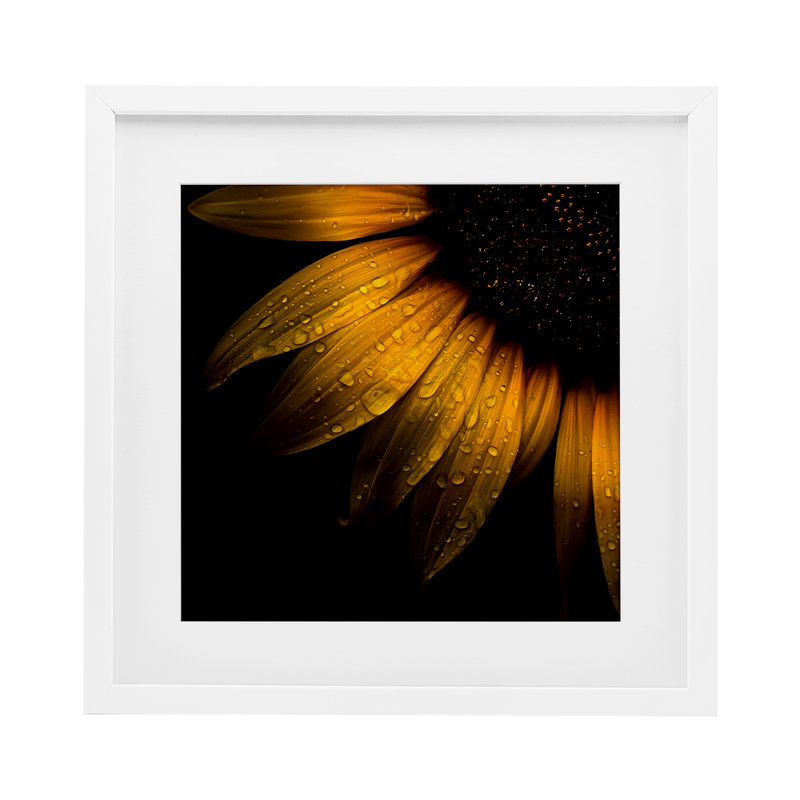 Tournesol détail avec gouttelettes, reproduction encadrée sous verre, design par Brian Carson, H 13 po x l 13 po