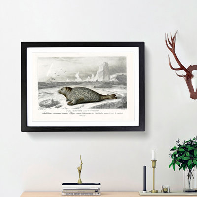 Seal Illustration by Charles d' Orbigny - Picture Frame Painting Print