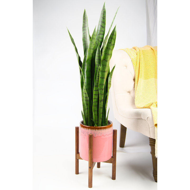 Olivencia Planter, Pink/Walnut, 17" H x 12.5" W x 12.5" D
