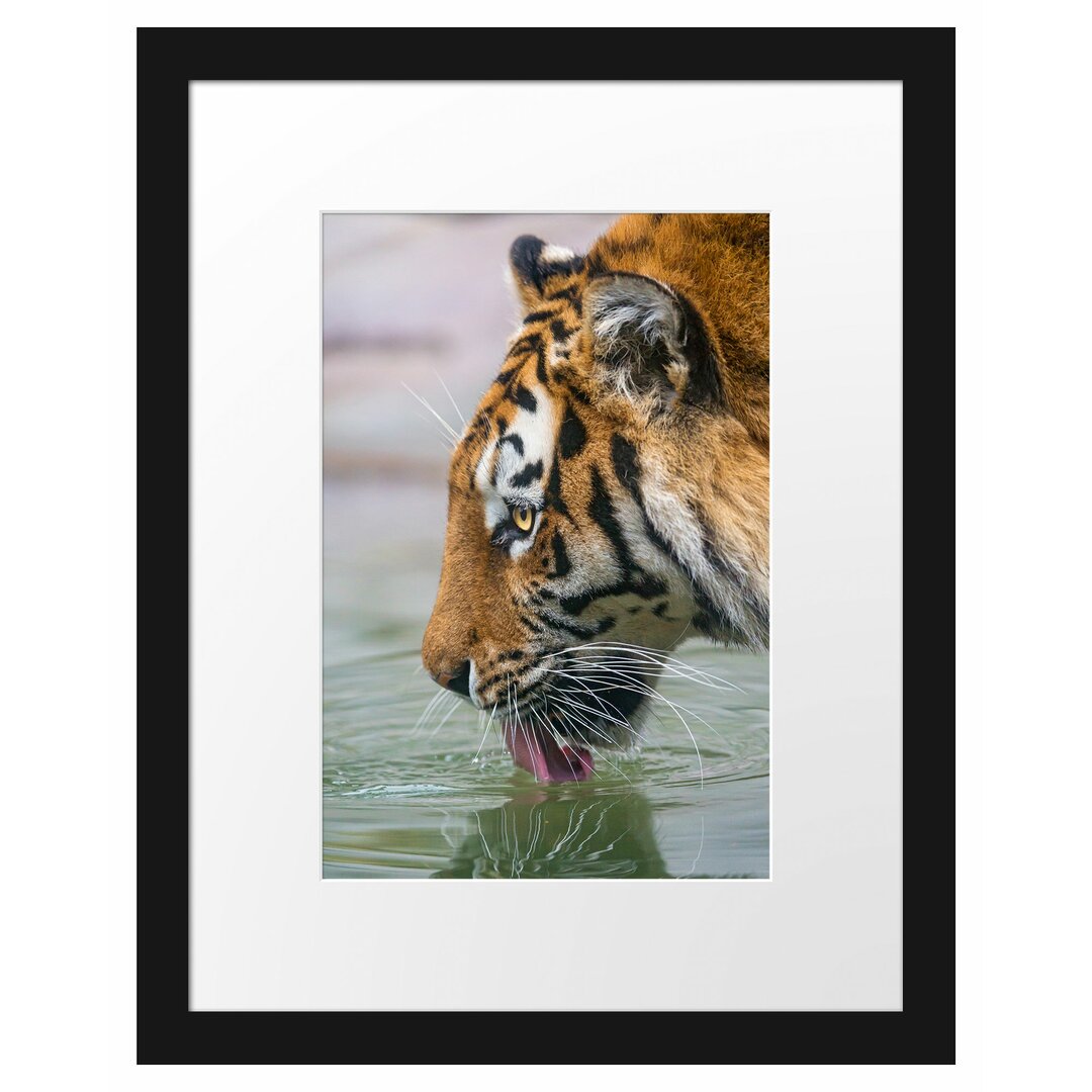 Gerahmtes Poster Tiger am Wasserloch