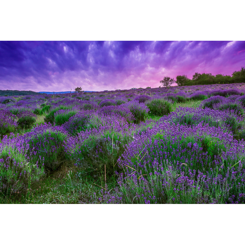 Ciaphus Sunset Over Lavender Field - Photographie sur toile tendue, H 24 po x l 36 po