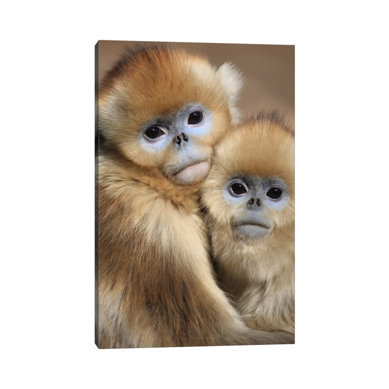 Golden Snub-Nosed Monkey Juveniles Huddled Up Against Each Other To Keep Warm, Qinling Mountains, China by Cyril Ruoso - Wrapped Canvas Gallery-Wrapped Canvas Giclée