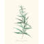 Herb Garden I Print by Sara Brown-26774976-26774981