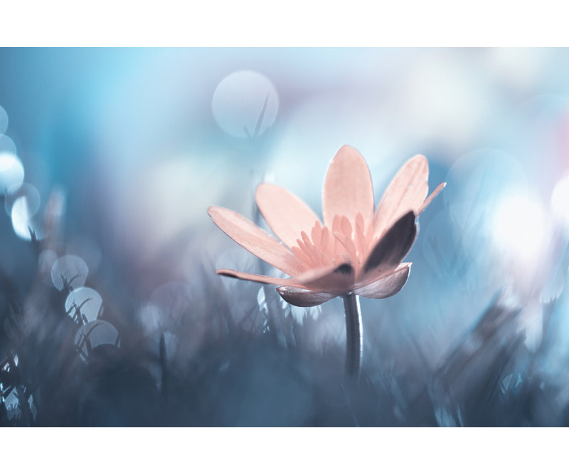 Wrapped Canvas Print, 60.96 cm H x 91.44 cm W