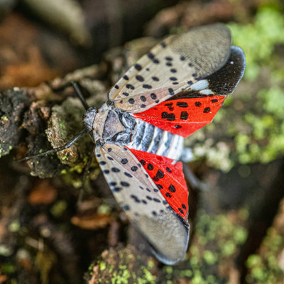 Gros plan sur une lanterne tachetée (Lycorma Delicatula) rampant sur un tronc d'érable dans le nord-est du Maryland par Cmannpoto