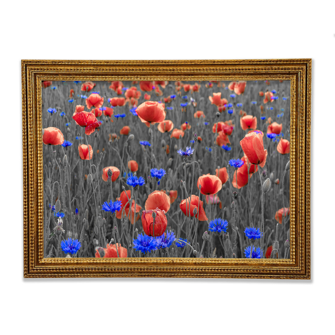 Rote Mohnblumen Blaues Feld - Druck