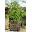 Manon Weather Resistant Planter Feet
