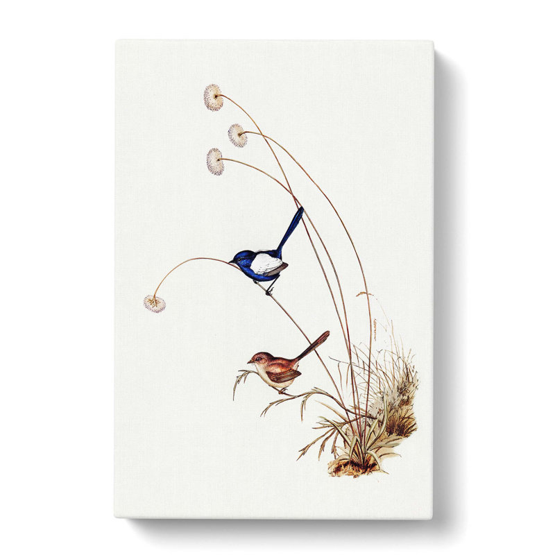 White Winged Wren by Elizabeth Gould - Wrapped Canvas Painting, 60cm H x 40cm W x 3cm D