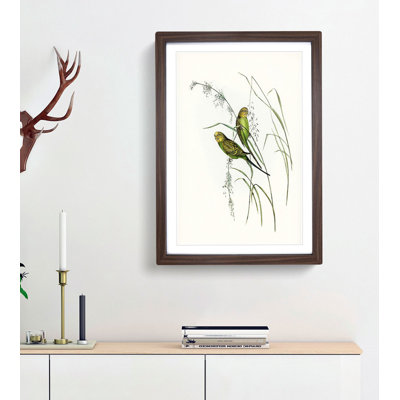 Warbling Grass-Parakeets by Elizabeth Gould - Framed Print