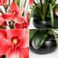 Orchidées artificielles en pot de 21 pouces, bonsaï orchidées décoratives avec technologie Real Touch, orchidées artificielles / artificielles qui semblent réelles pour les décorations de table-131419294