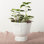 Edieth Cement Cachepot