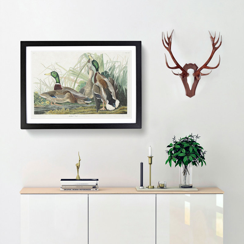 Mallard Ducks by John James Audubon - Picture Frame Art Print, 36cm H x 48cm W x 2cm D, Black Framed