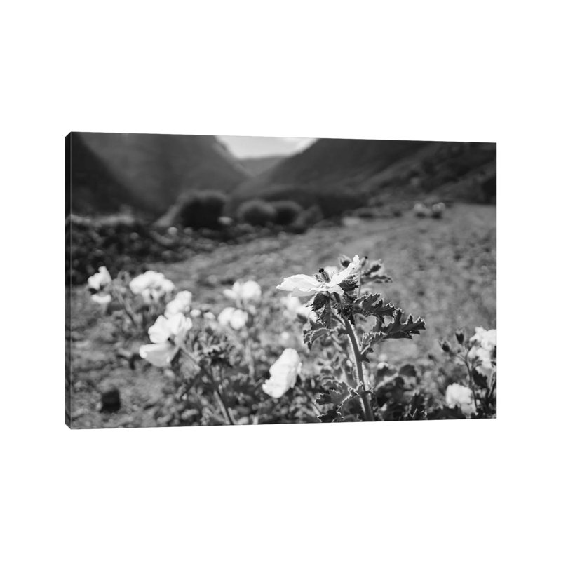 Monochrome Yosemite Blooms II by Bethany Young - Print on Canvas, Wrapped Canvas, 45.72cm H x 66.04cm W x 1.91cm D