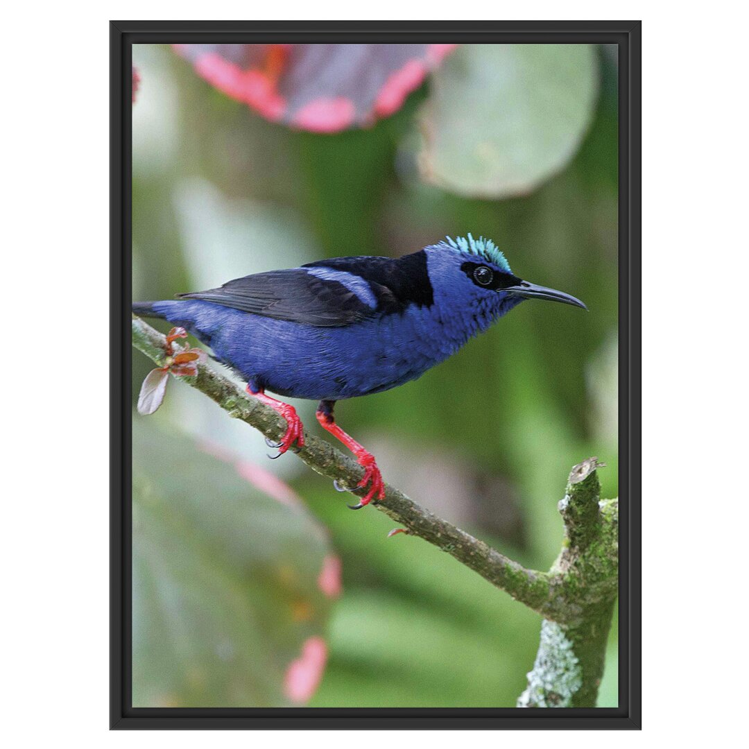 Gerahmtes Wandbild Türkisnaschvogel auf Ast