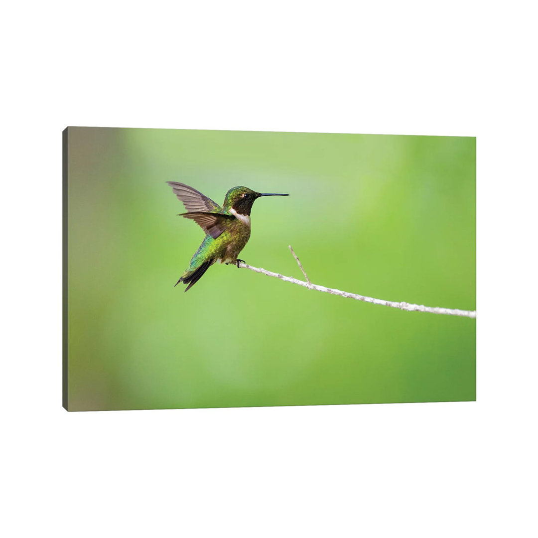 Ruby-Throated Hummingbird (ArchilochUS Colubris) Male Landing by Larry Ditto - Wrapped Canvas Gallery-Wrapped Canvas Giclée