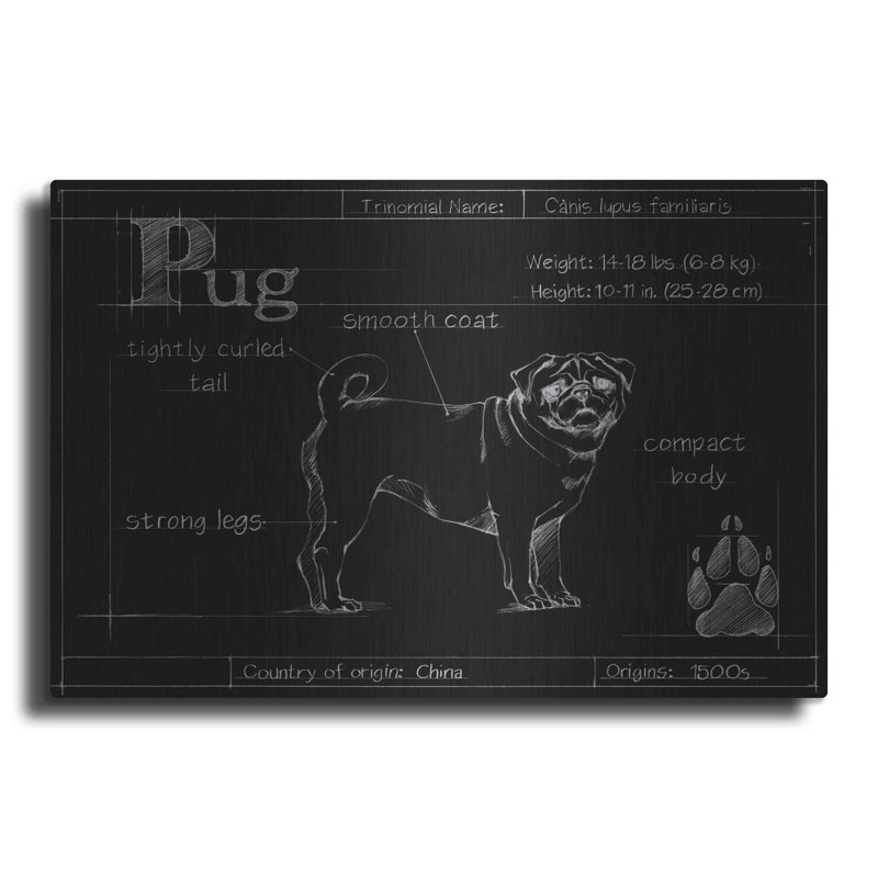 «Blueprint Pug» par Ethan Harper - impression sans cadre sur métal, L 16 po x H 12 po