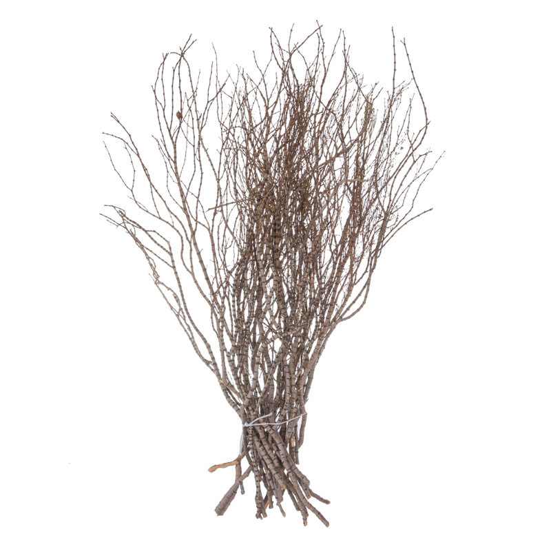 Plante de 36 po
