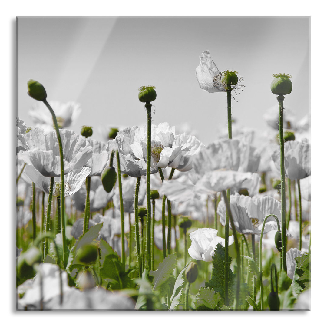 Glasbild Blumenwiese Mohnblumen