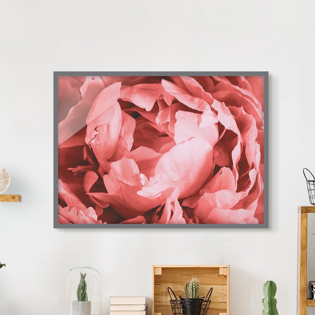 Gerahmter Grafikdruck Peony Blossom Coral