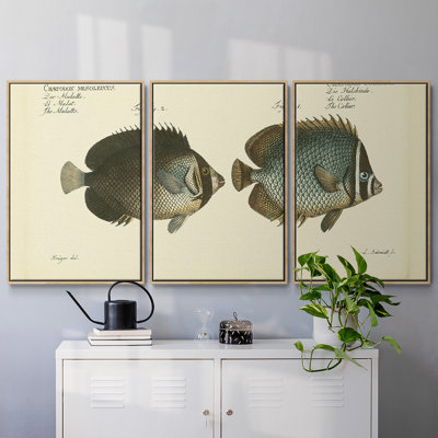 " Bloch Antique Fish V " 3 - Pieces